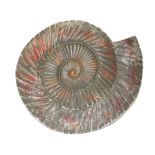 Concrete Snail Ammonite Mould 1 Concrete Snail Ammonite Mould